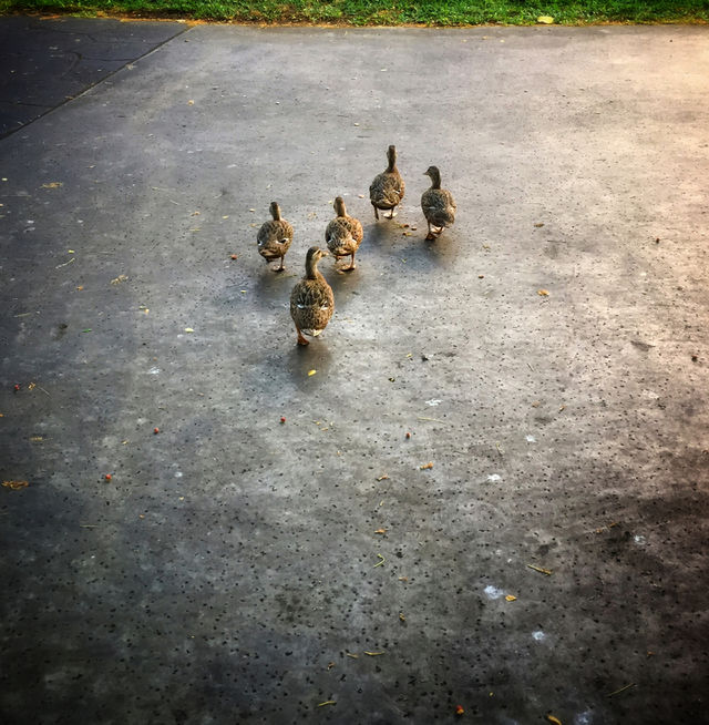 Five ducks waddling across a road