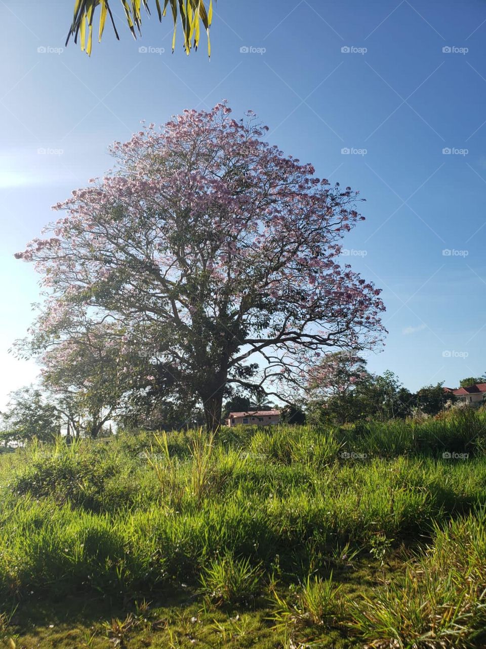 Show up, stand out in all your beauty amidst the thorns