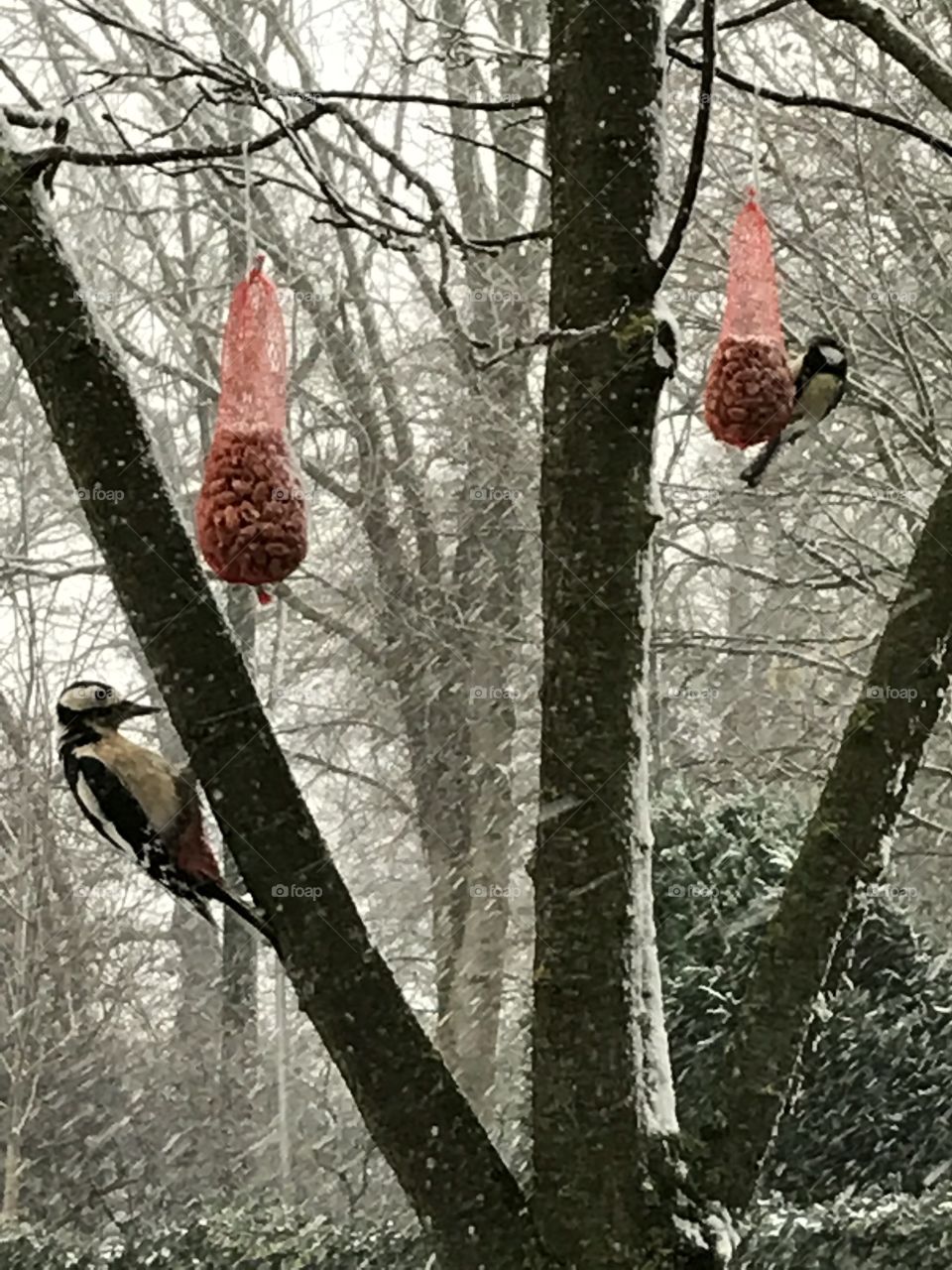 Birds in the Dutch snow 