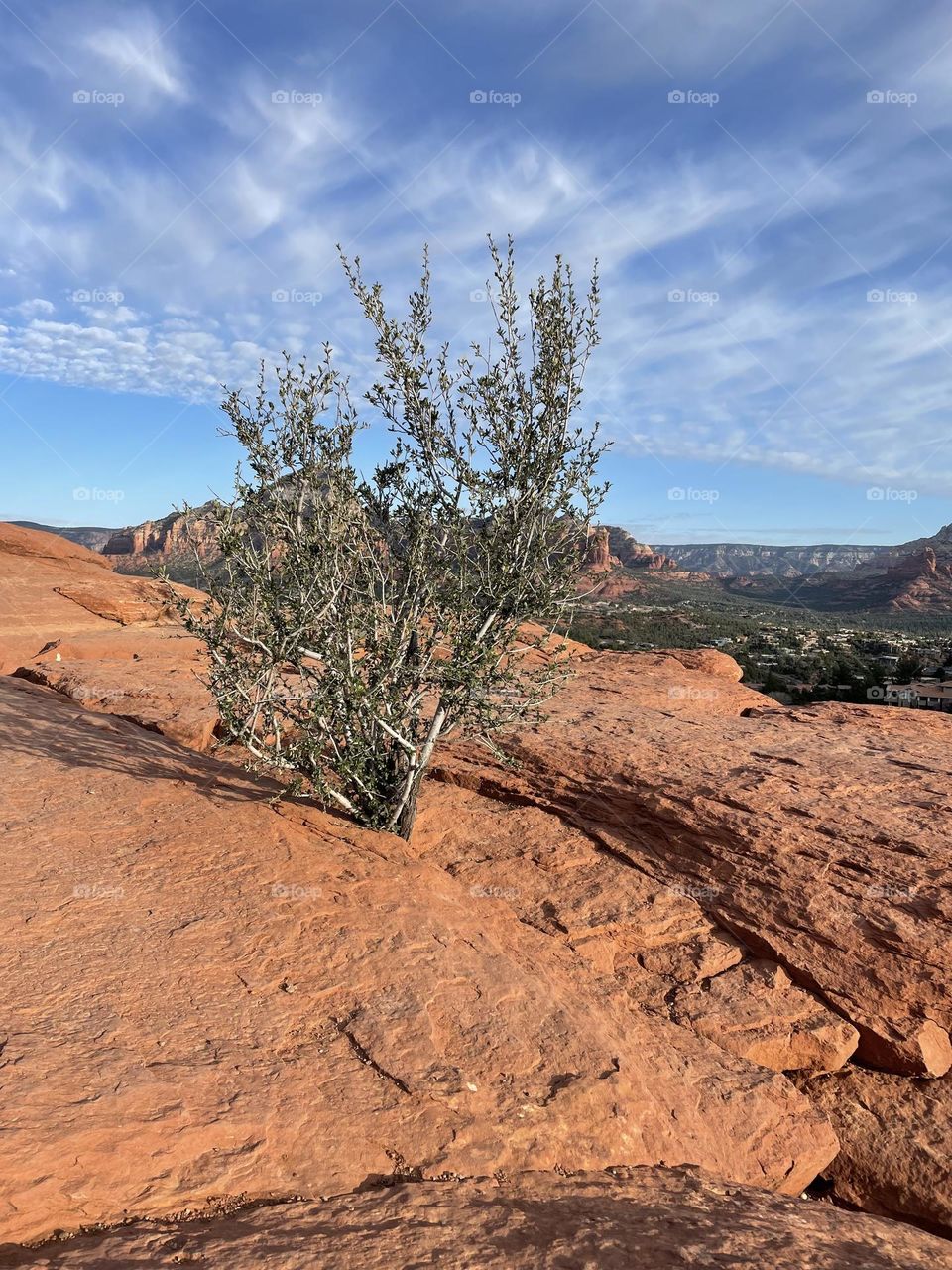 Grateful for the beautiful trees.