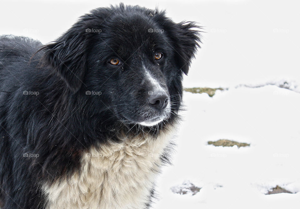 Street homeless dog, winter.