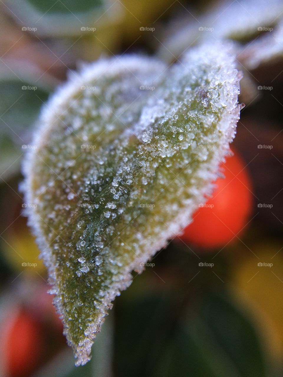 Close-up of frost leaf
