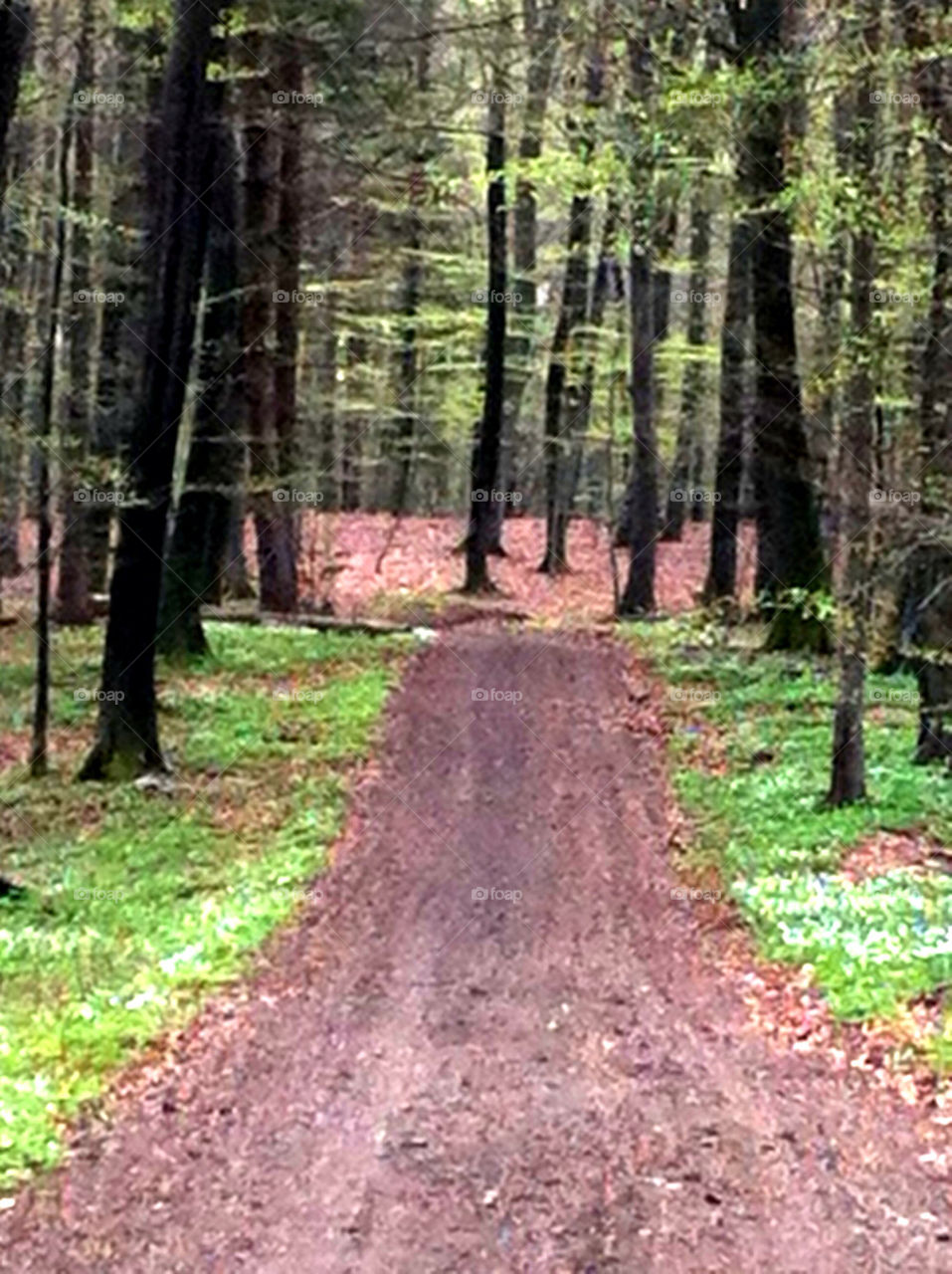 Gravel road in beech forest