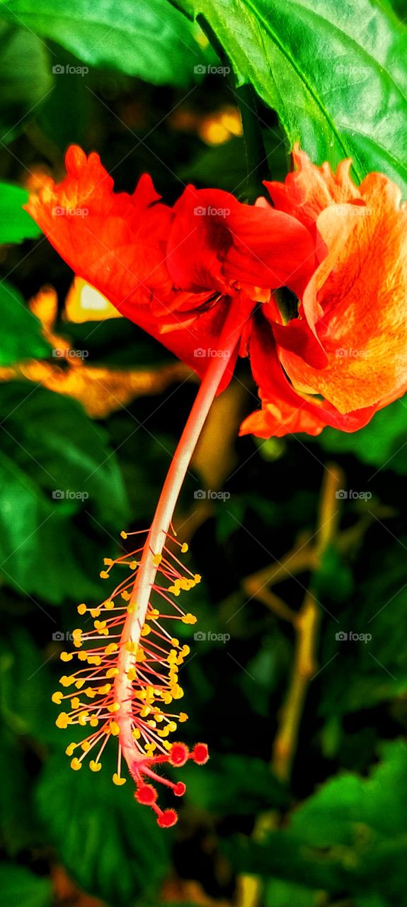 Hibiscus with Red petals and pollen.
