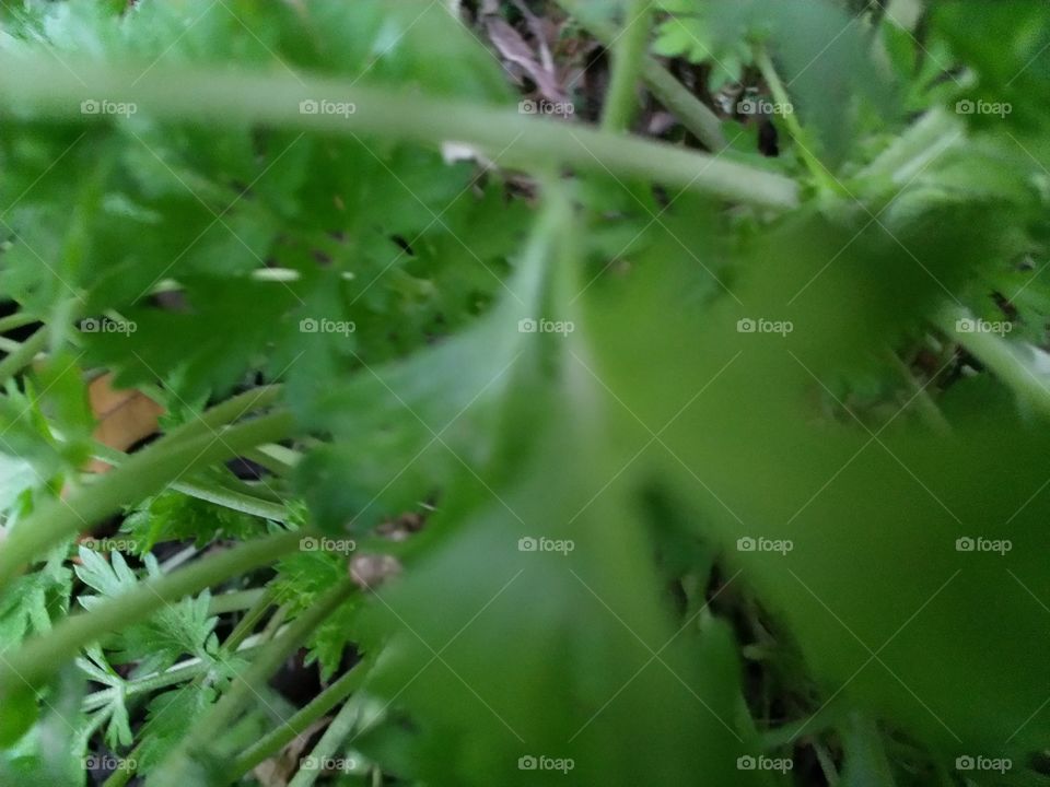 Зелёная веточка.