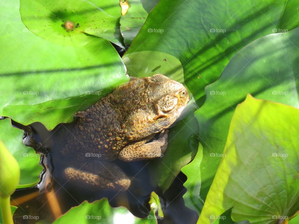 Frog on Lillypad