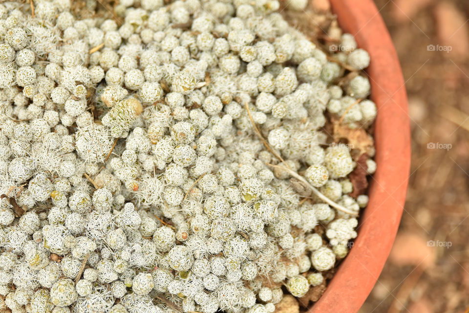 cactus close up