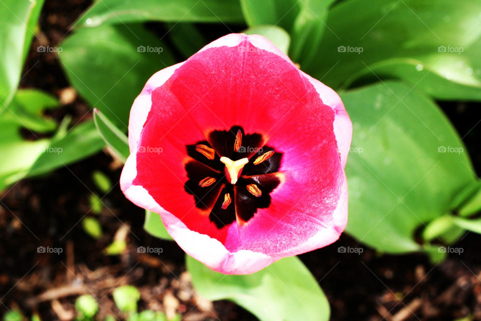 pretty flower tulip life by lmtrent