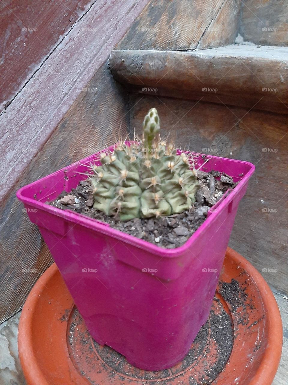 Cactus floreciendo