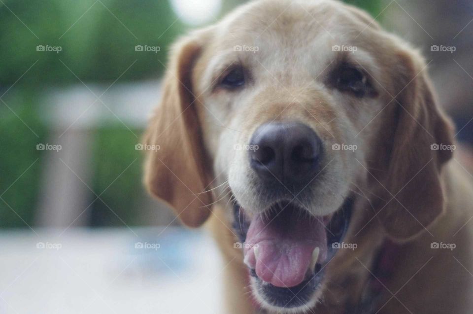 Doggie Smile