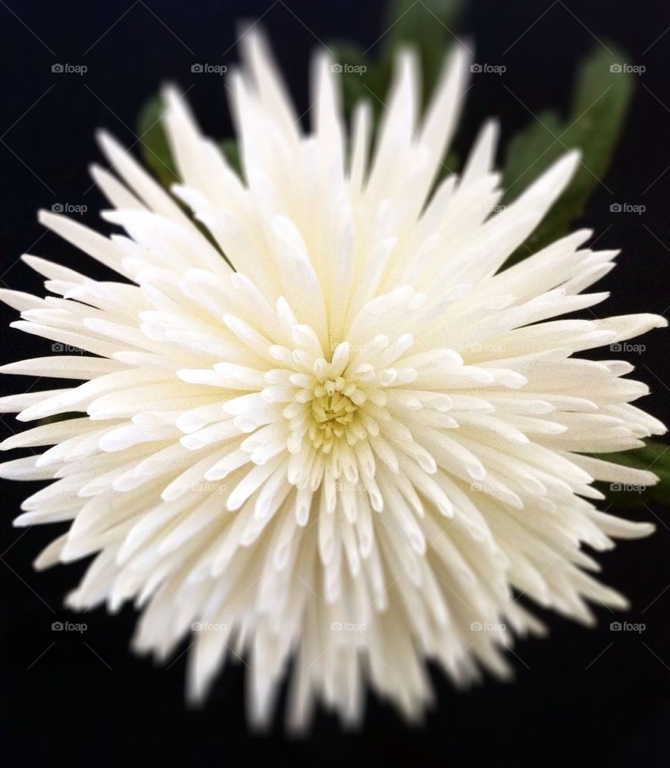 sweden flower white blomma by annikaw