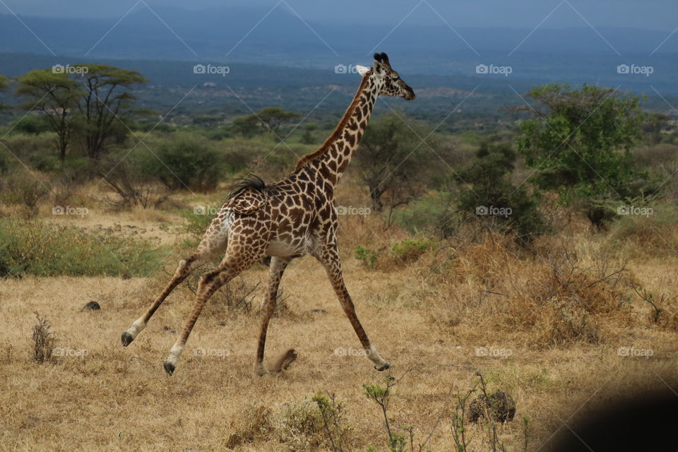 A running giraffe. It looks weird.