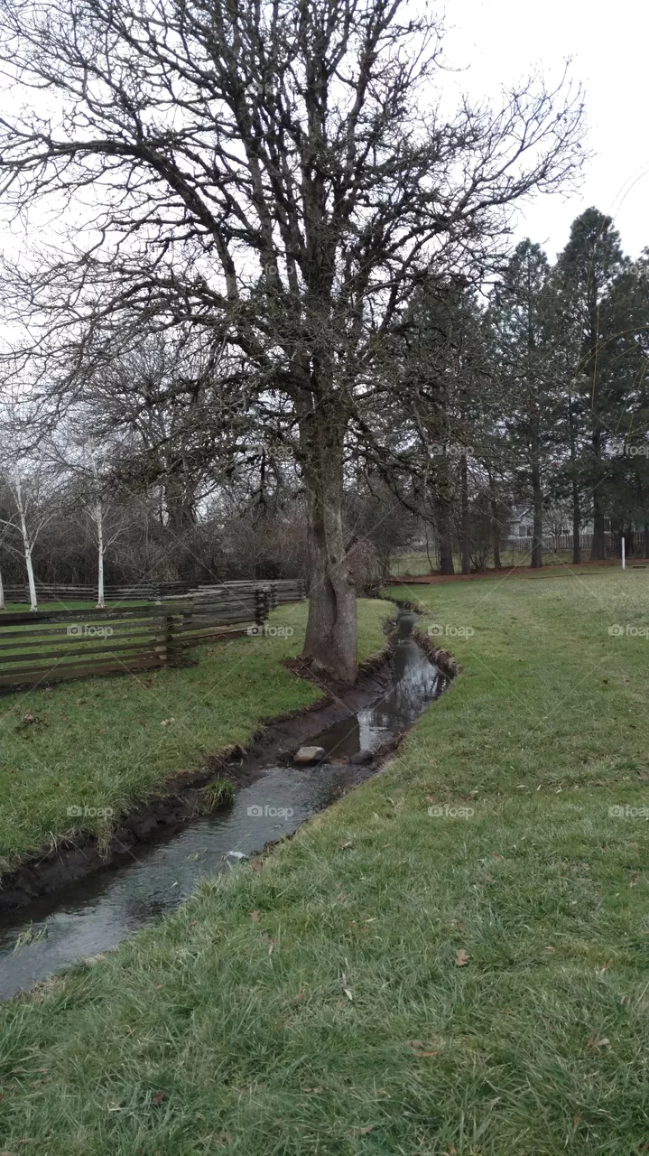 Tree, Landscape, No Person, Nature, Outdoors