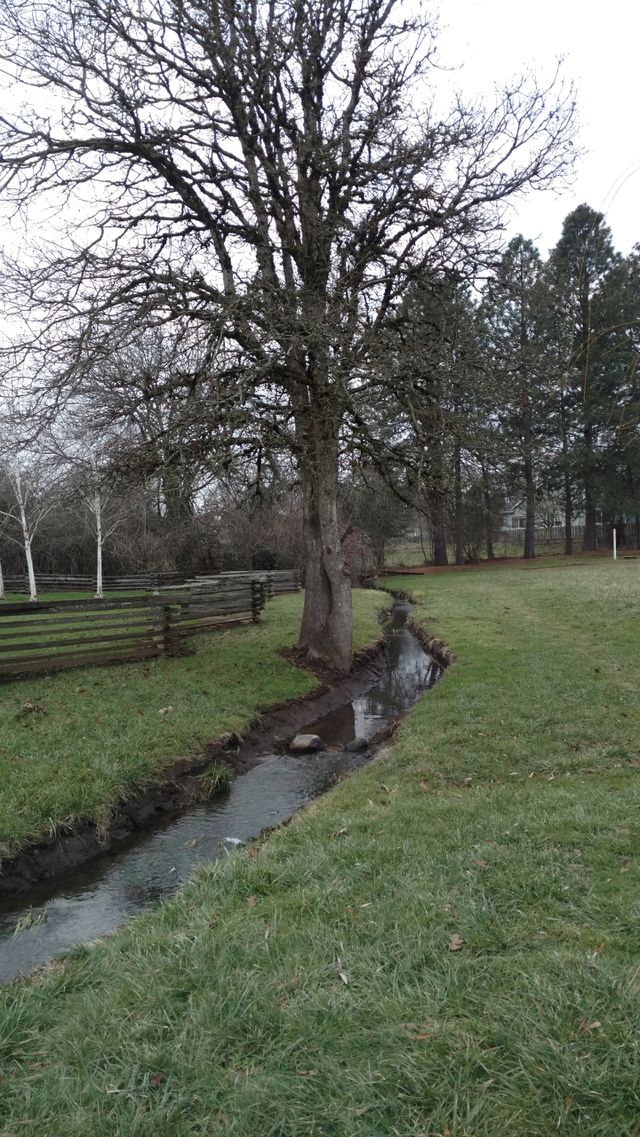Tree, Landscape, No Person, Nature, Outdoors