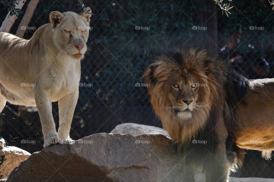 A lion and lioness look on in curiosity