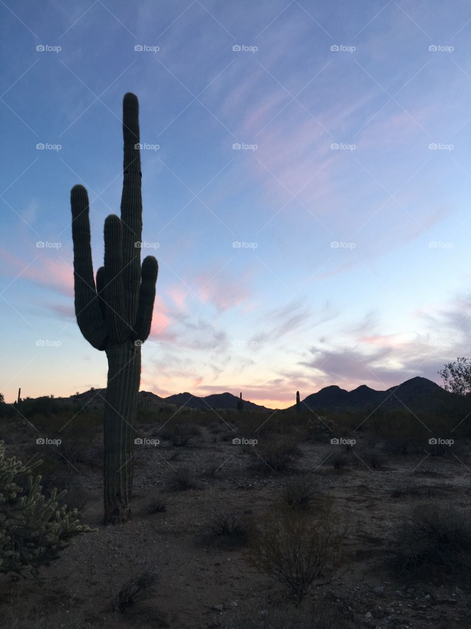 Arizona desert