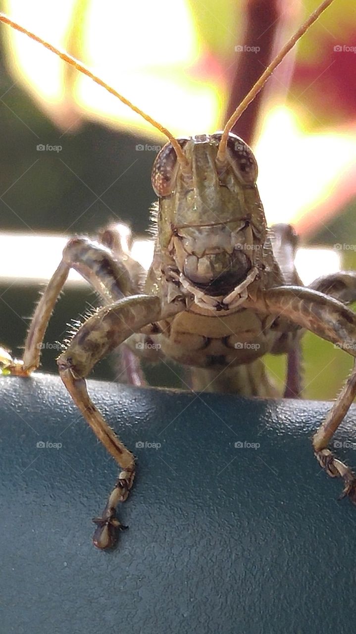 Grasshopper Close-up