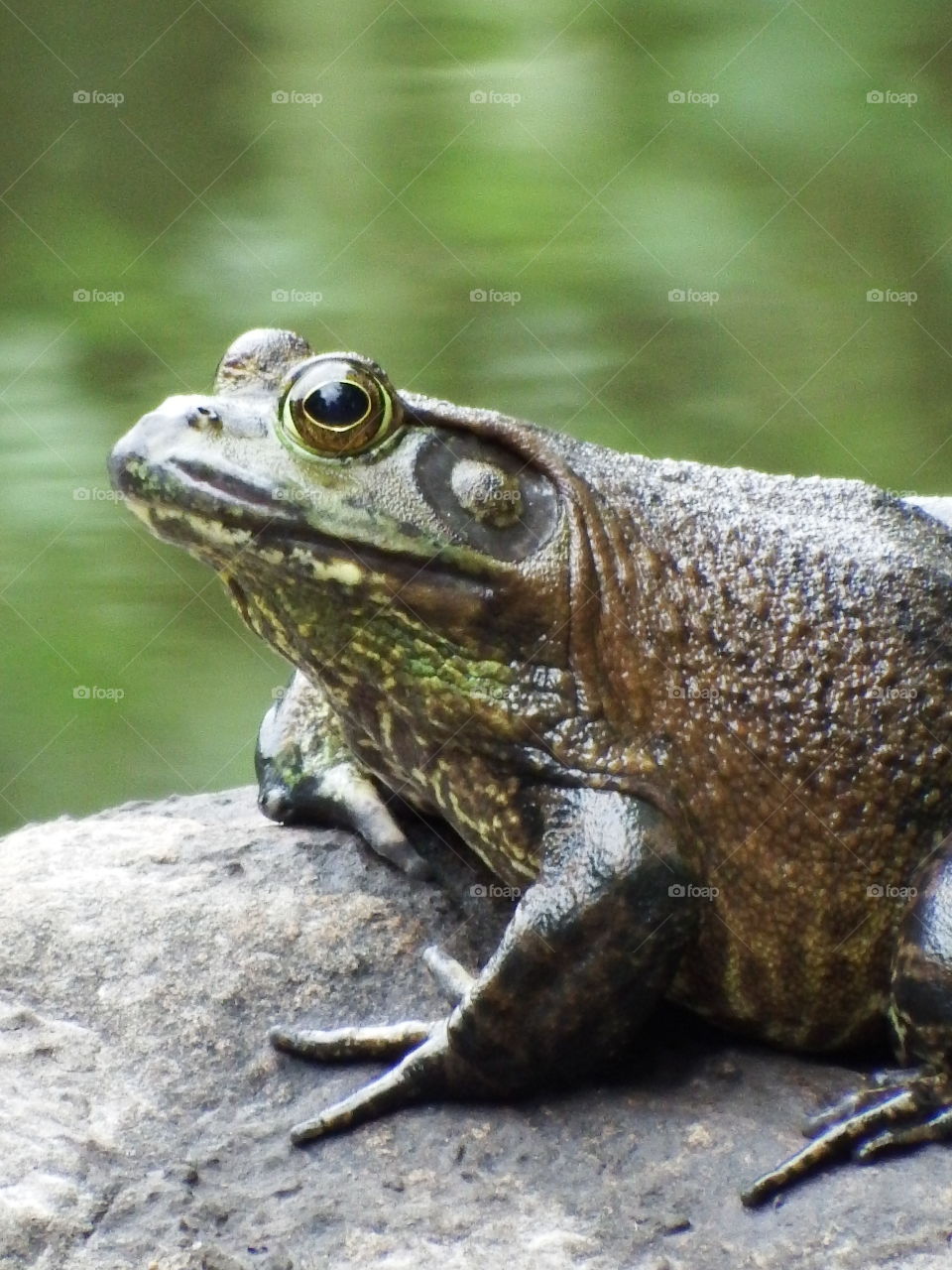 Detailed close up side portrait of large green frog on a rock in the water