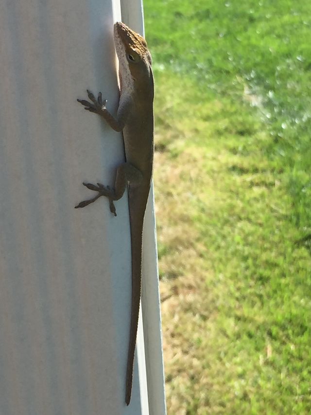Green Anole