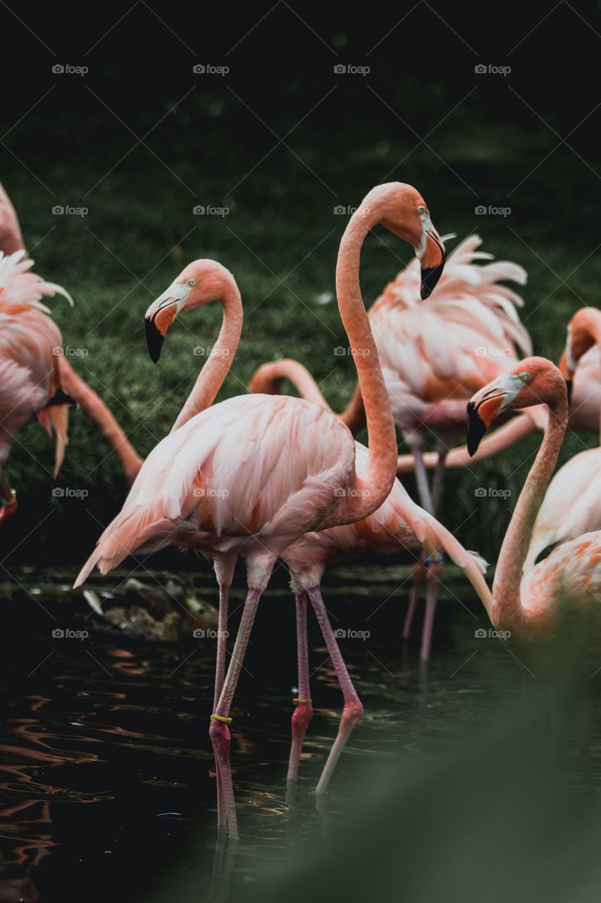 Greater flamingo