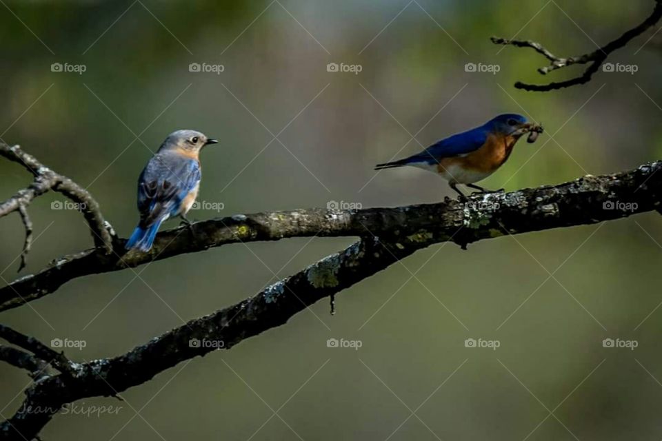 Bluebird parents