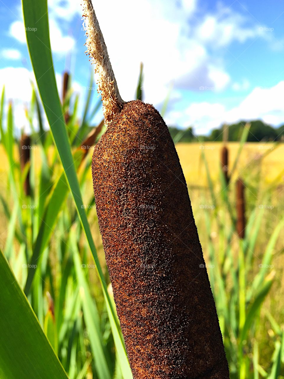 Close-up of cattails