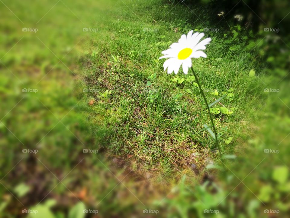 Minimalist snaps 
Single daisy