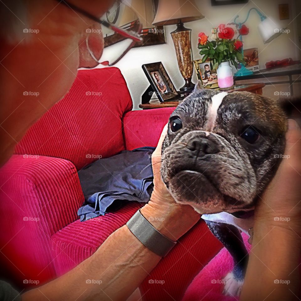 Dog, Canine, Sit, Pet, Puppy