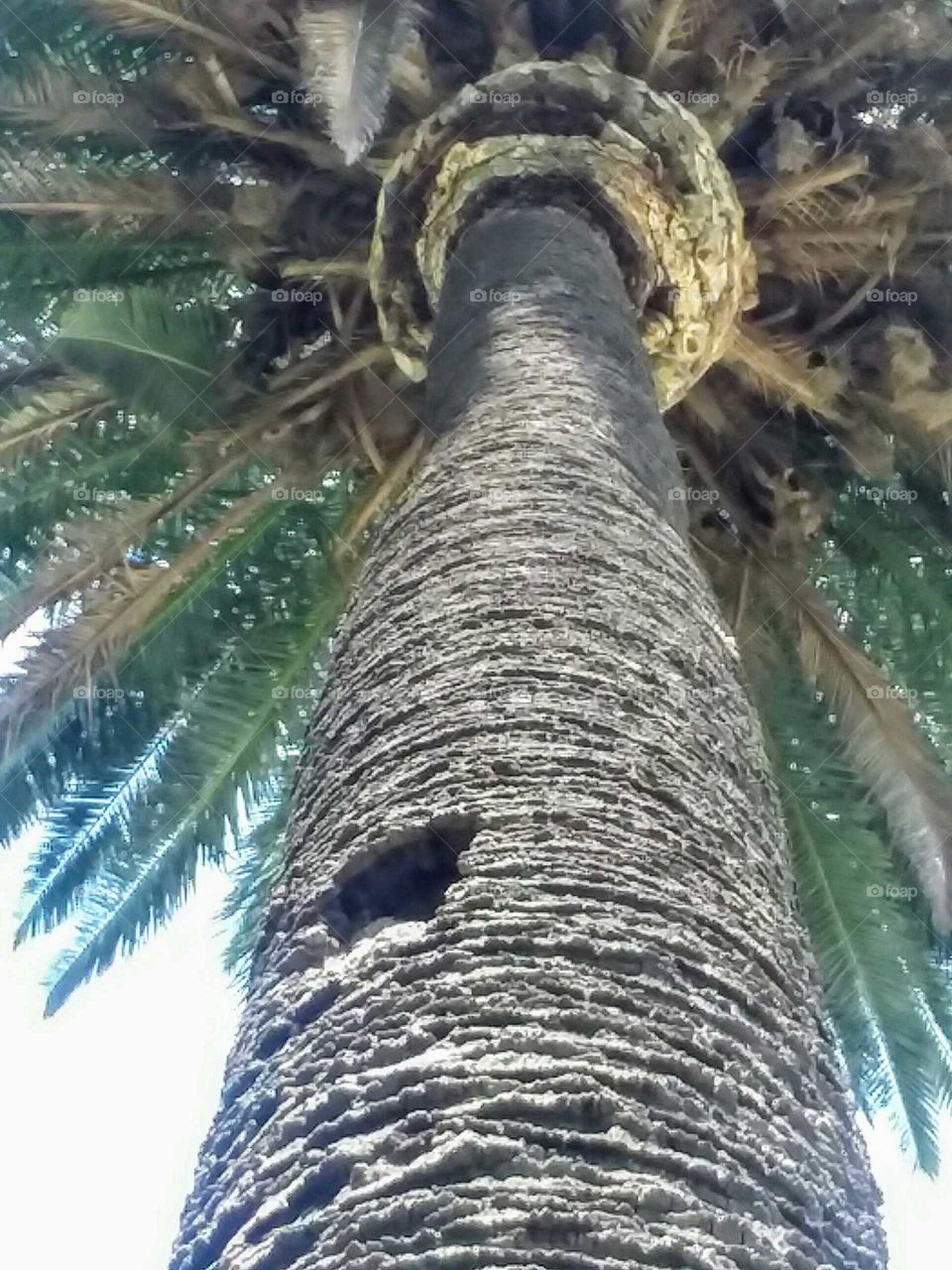 Looking Up Trunk of Palm Tree