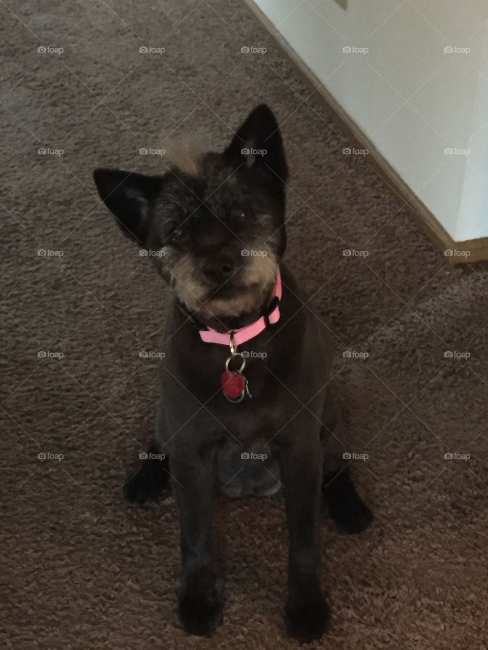 Black chow chow and terrier mix dog 