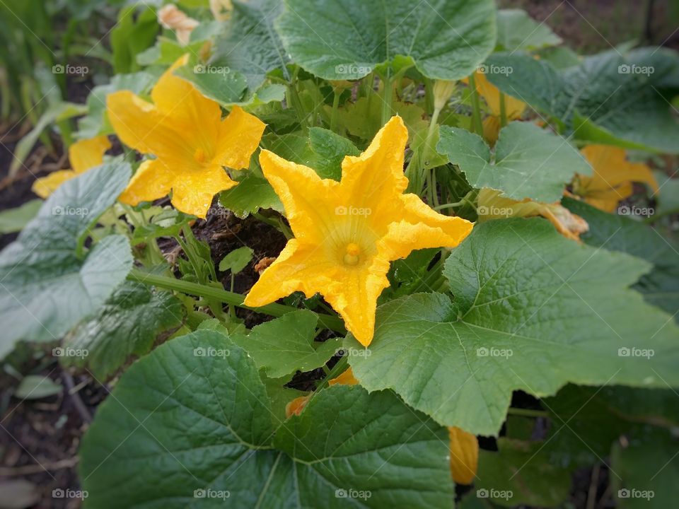 A yellow squash plant blooming in a garden outside