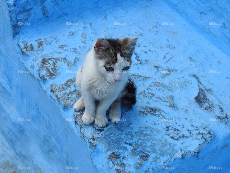 Little kitten in Chefchauen 