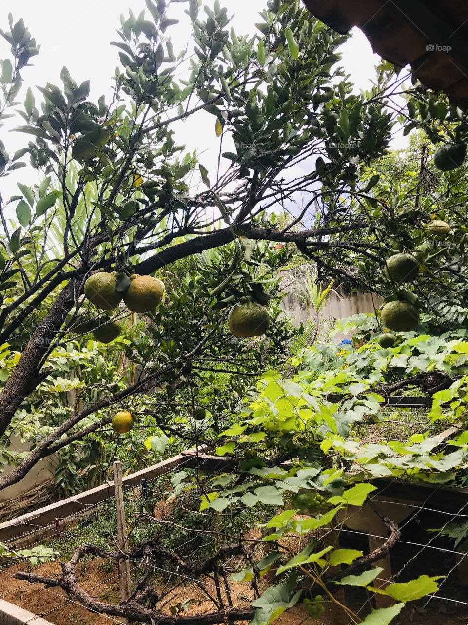 beautiful tangerines