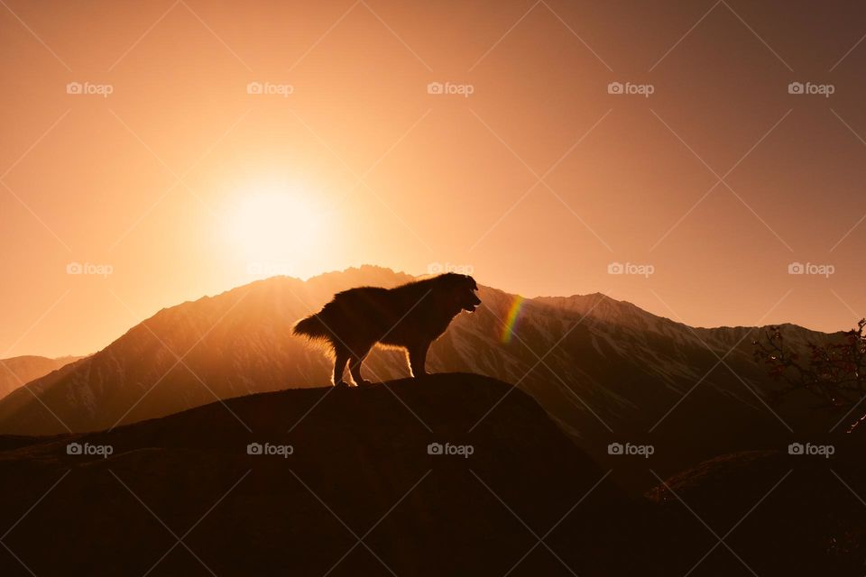 silhouette of a doggie against dramatic golden sky