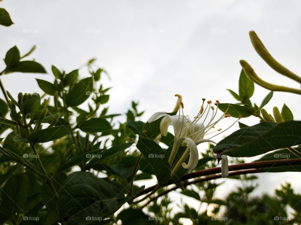 Honeysuckle in bloom. Cloudy weather.