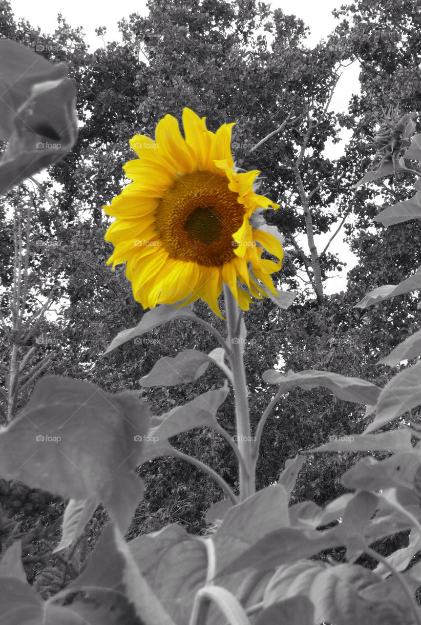 sunflower by markworld