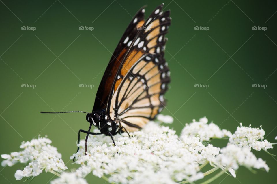 Monarch butterfly on white wildflower 