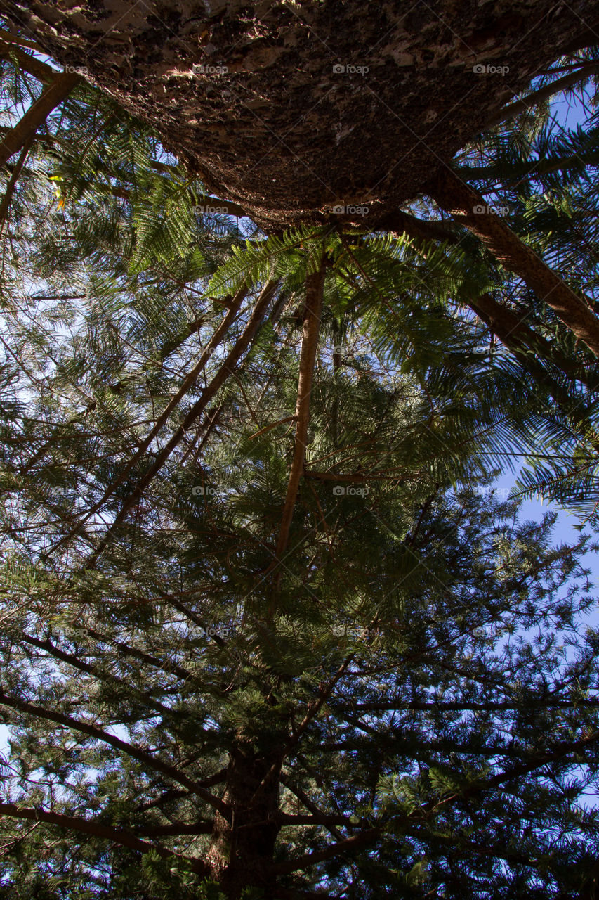 Low angle view of trees