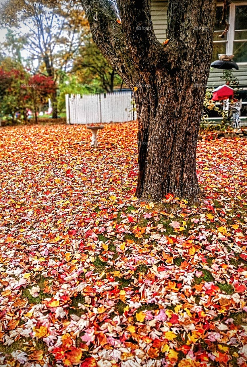 Colorful Leaf Filled Yard