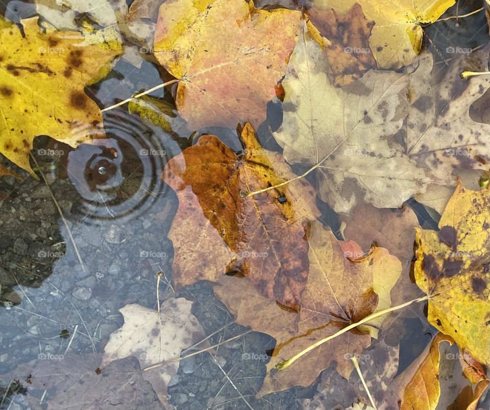 Water drop on puddle with autumn leaves