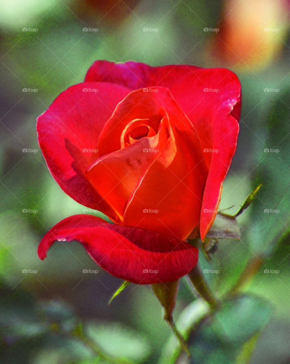 Red Rose