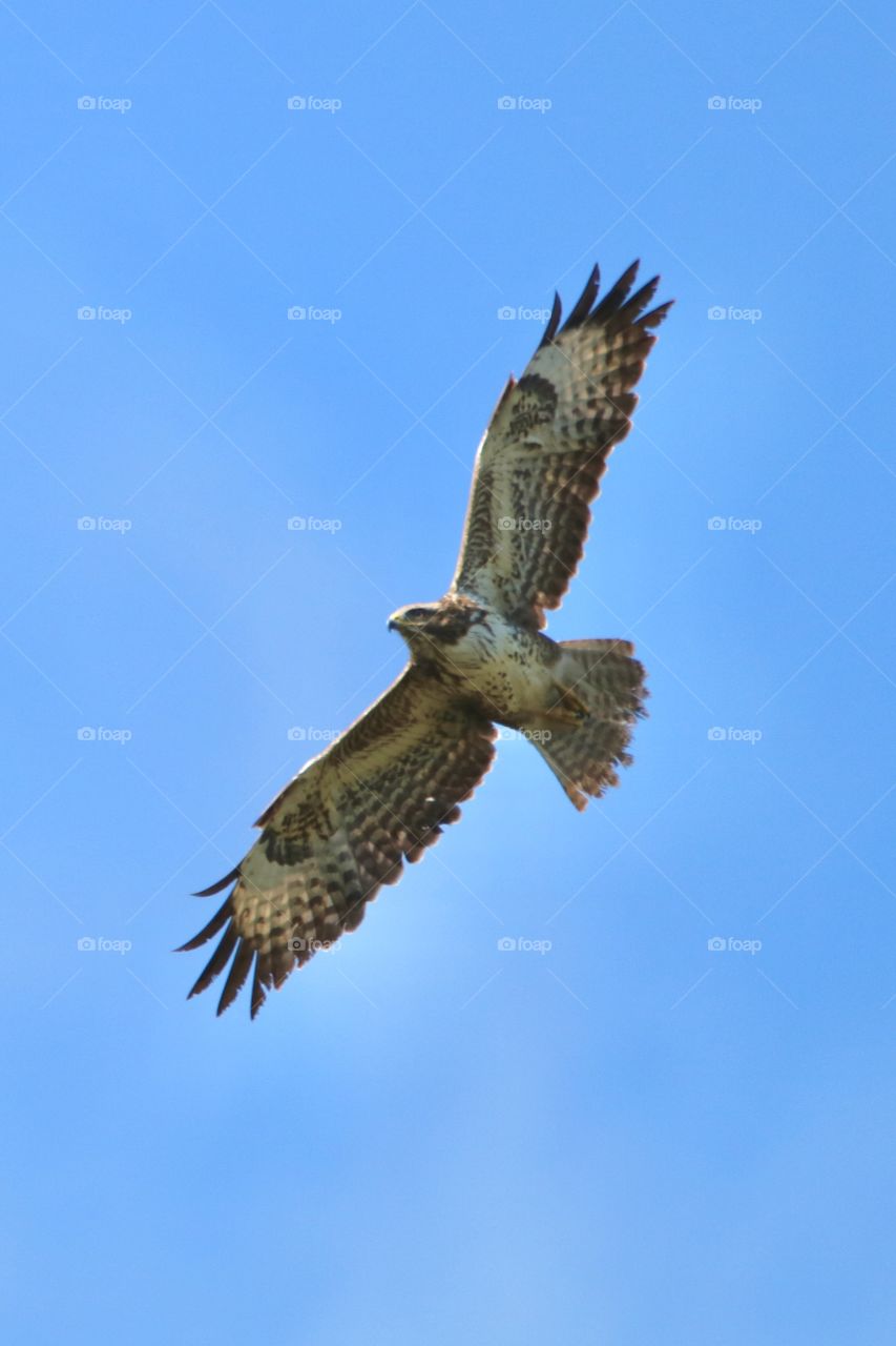 Buzzard 