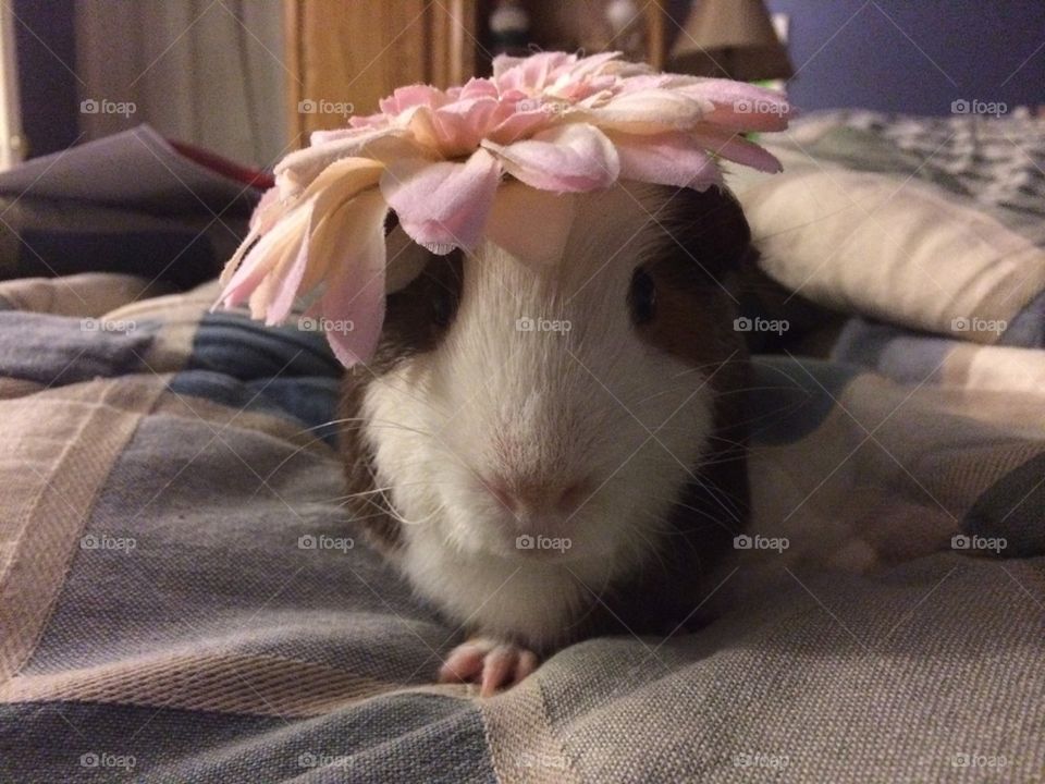 Guinea in flower hat