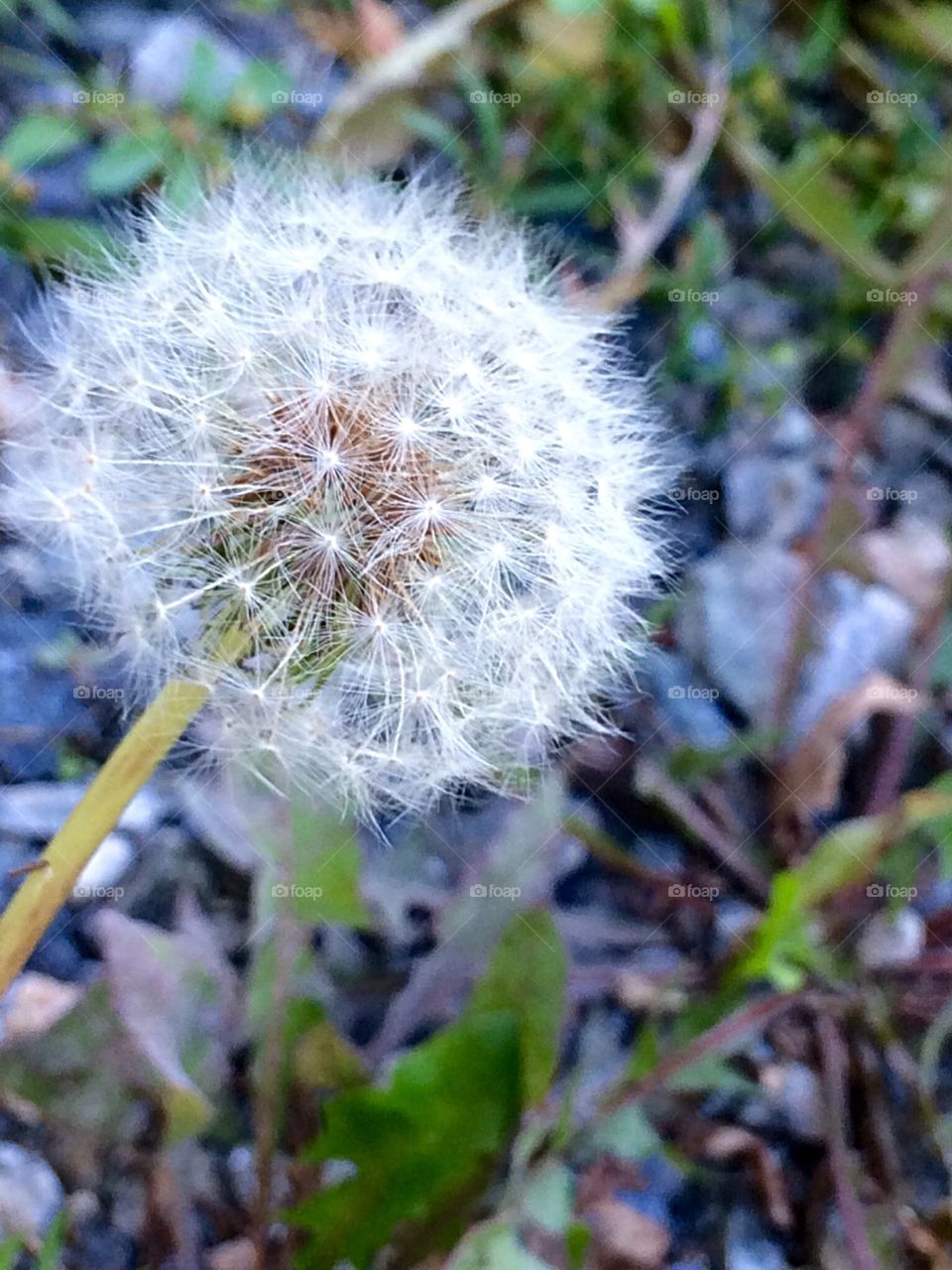 Dandelion 