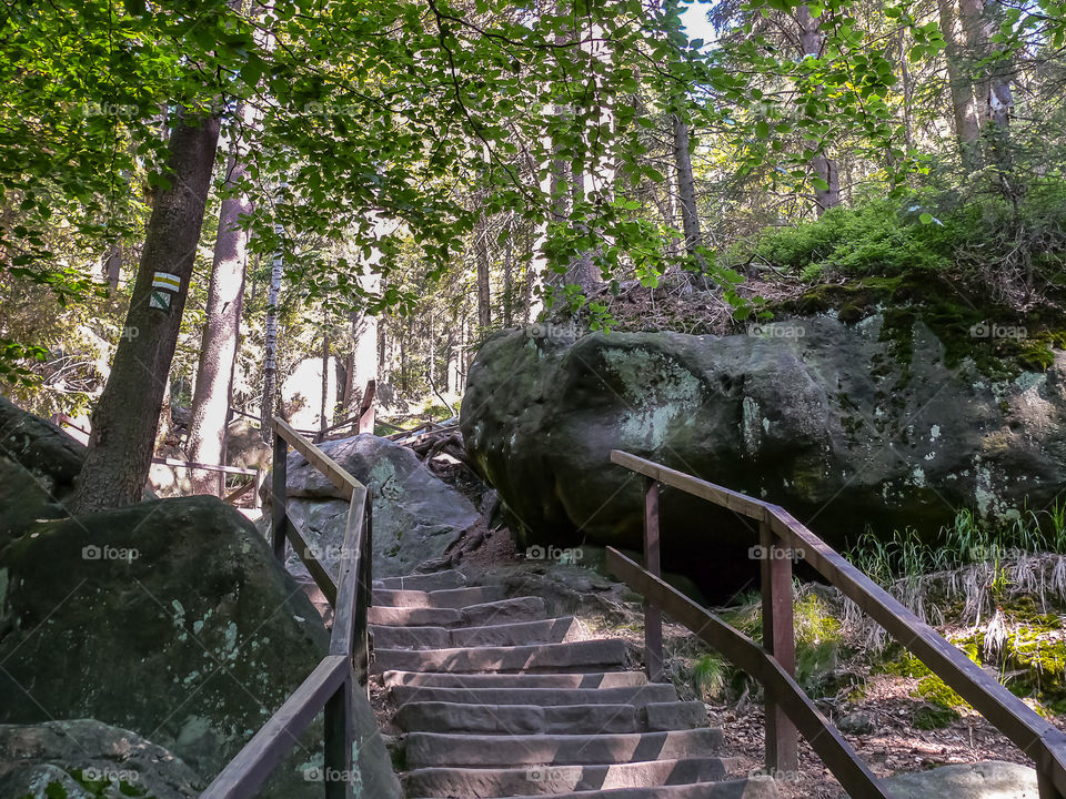 Steps in forest