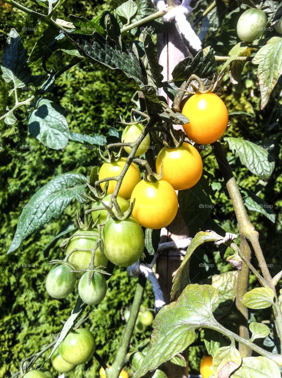 yellow tomatoes