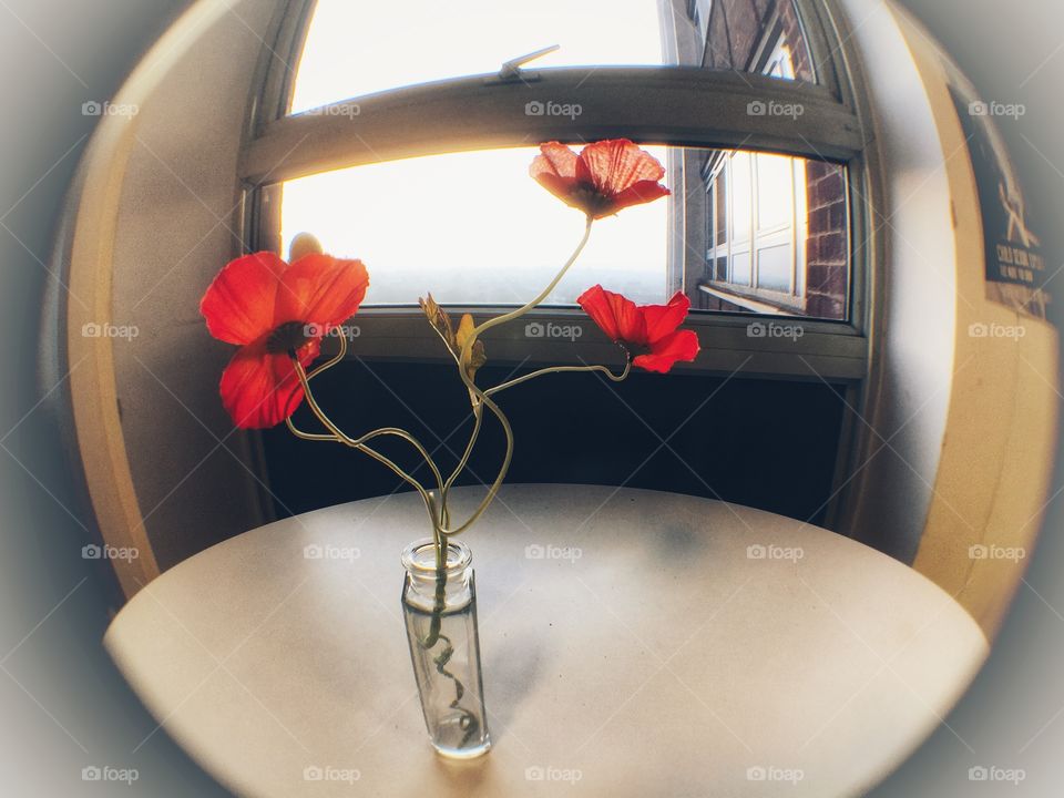 Fisheye close-up of flowers in case in front of window in high building 