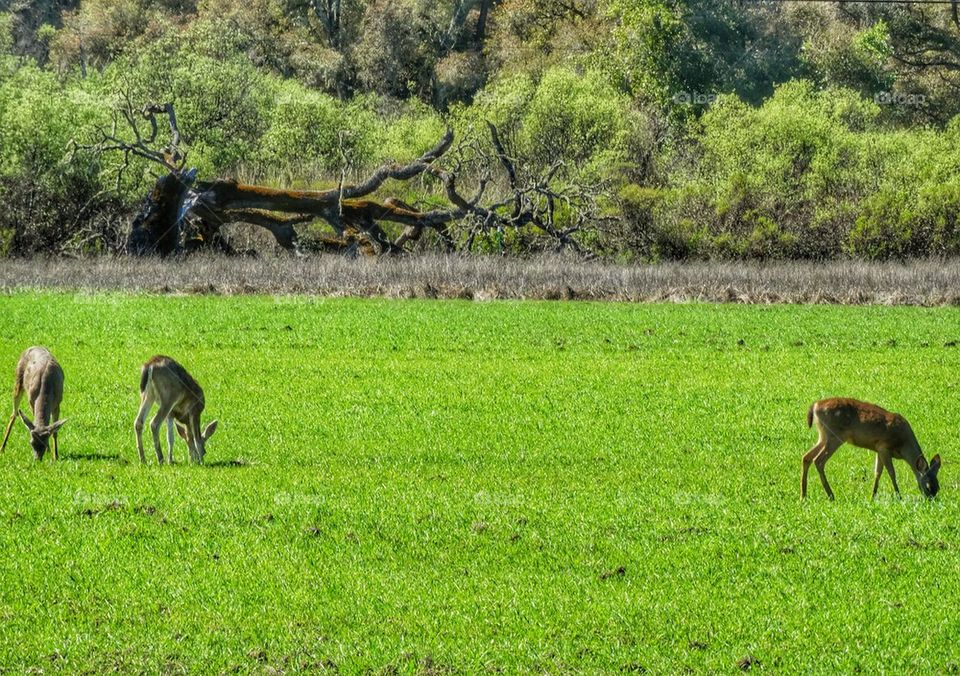 Family Of Wild Deer