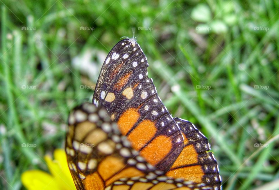 Spider on butterfly
