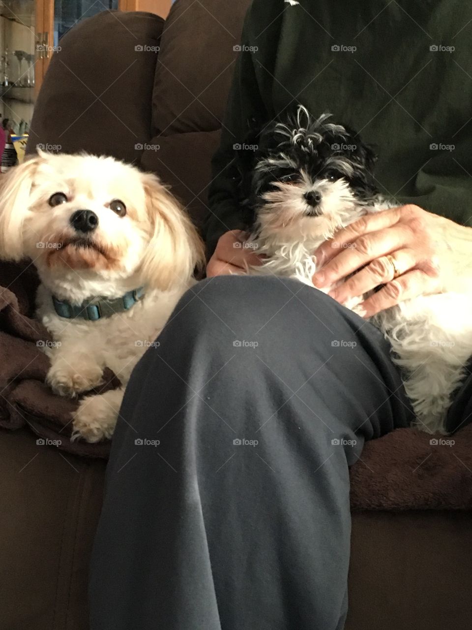 Two little dogs on the couch with Dad 